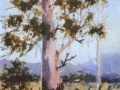 Capertee Valley Gum Tree